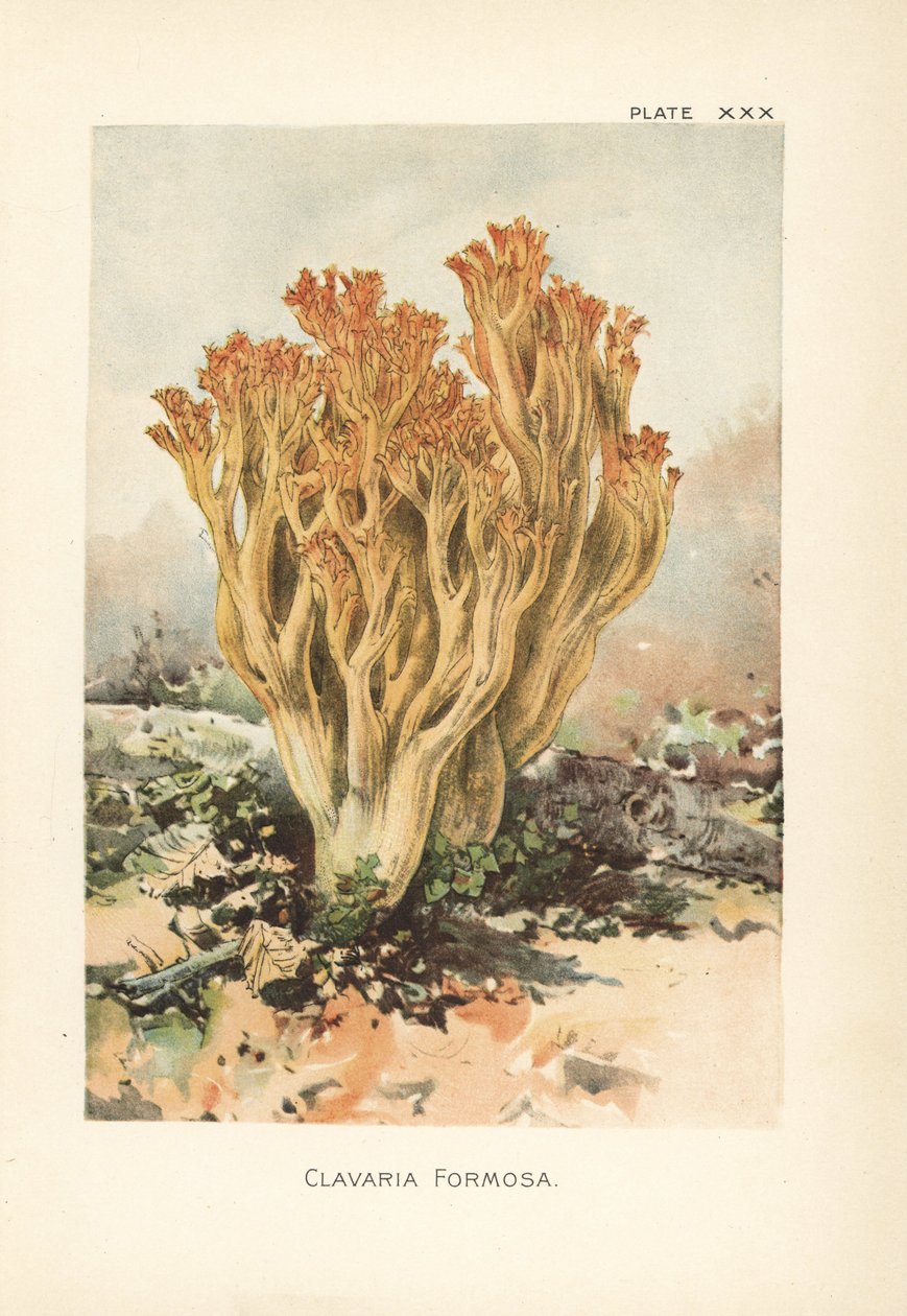 Różowy grzyb koralowy lub piękna clavaria, Ramaria formosa (Clavaria formosa). Chromolitografia na podstawie botanicznej ilustracji Williama Hamiltona Gibsona z jego książki Our Edible Toadstools and Mushrooms. autorstwa Unbekannter Künstler