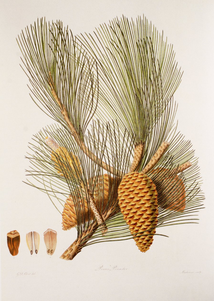 Pinus pinaster/sosna morska/sosna morska autorstwa Unbekannt