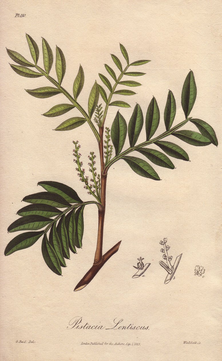 Pistacia lentiscus (Pistacia lentiscus) - Strong Water autorstwa Williama Clarke