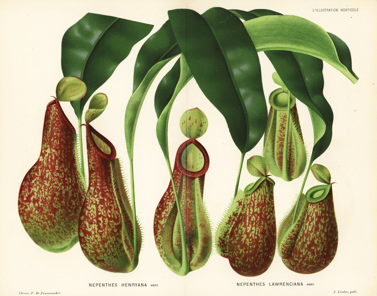 Odmiany dzbanecznika, gatunki Nepenthes (Nepenthes henryana, Nepenthes lawrenciana). Chromolitografia autorstwa P. de Pannemaekera z ilustracji Jean Linden