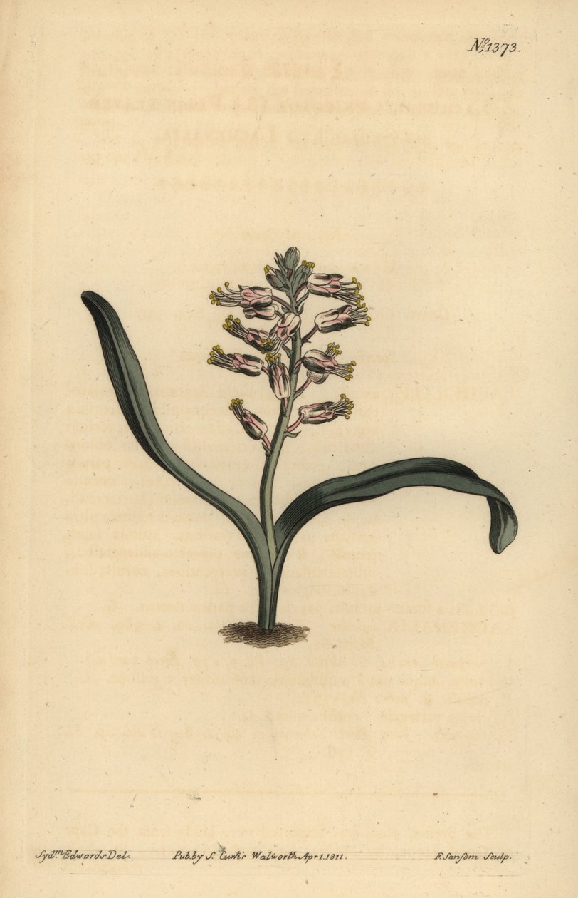 Lachenalia jednolistne jednokolorowe, Lachenalia unicolor autorstwa Unbekannt