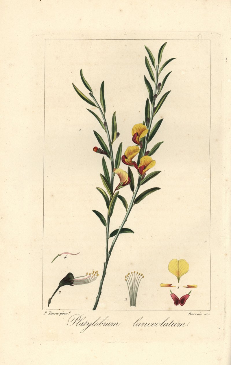 Platylobium lanceolatum, pochodzący z Australii. Ręcznie kolorowany sztych wykonany na miedzi przez Barrois na podstawie botanicznej ilustracji Pancrace
