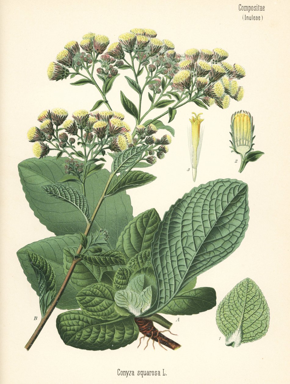 Kolcowój pospolity, Inula conyza (Conyza squarrosa). Chromolitografia na podstawie ilustracji botanicznej z książki Hermanna Adolpha Koehlera Rośliny lecznicze, pod redakcją Gustava Pabsta, Koehler, Niemcy autorstwa Unbekannter Künstler