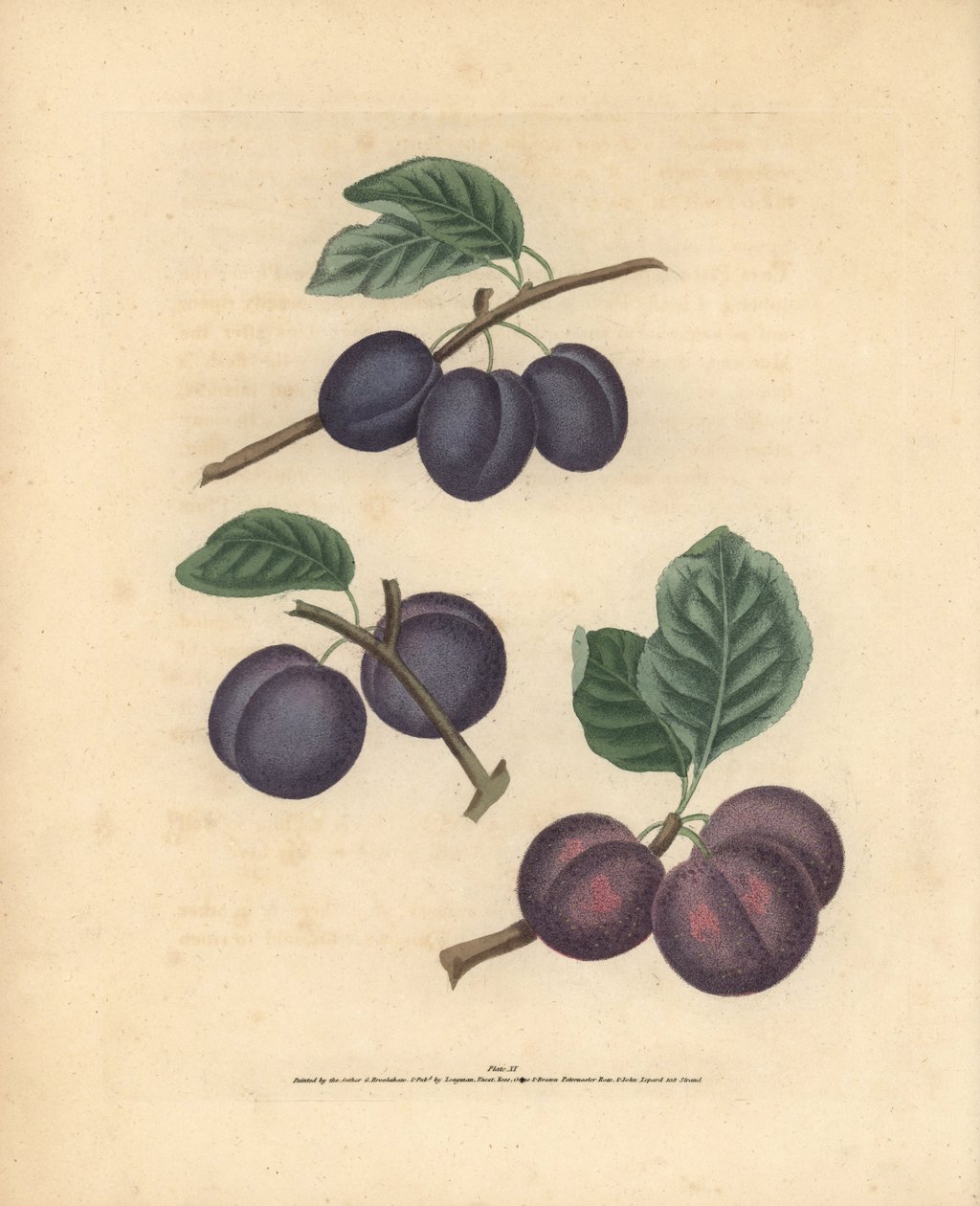 Odmiany śliw, Prunus domestica: Tours, Lawrane