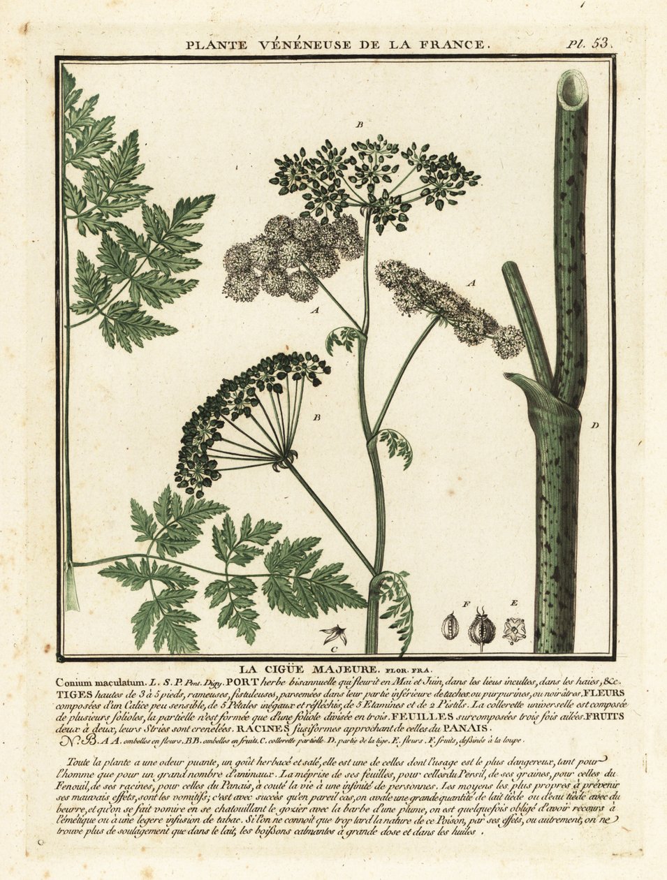 Trująca cykuta, Conium maculatum. autorstwa Unbekannter Künstler