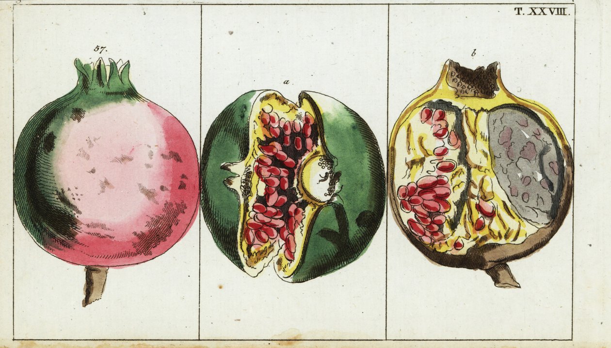 Owoc granatu, granat Punica. autorstwa Unbekannter Künstler