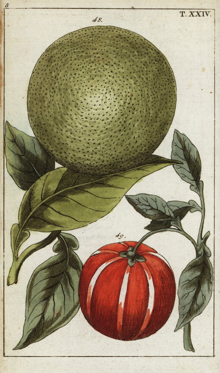Pomelo lub pummelo, Citrus maxima. autorstwa Unbekannter Künstler