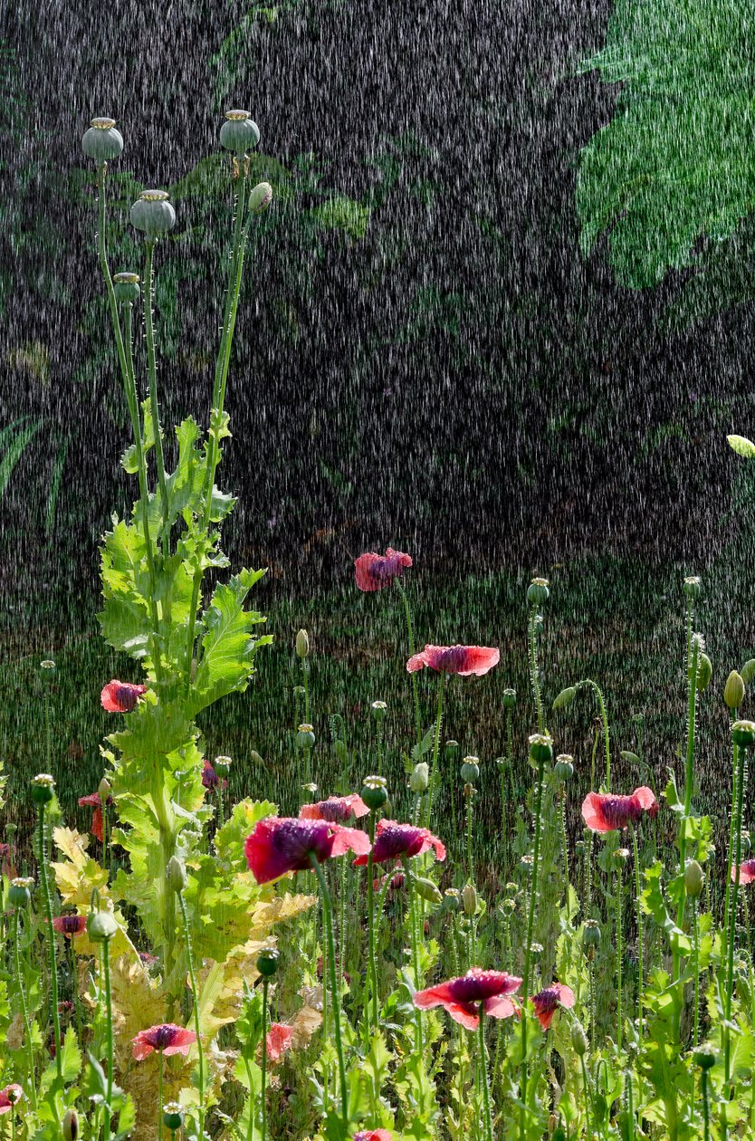 Kwiaty i nasiona maku (Papaver somniferum) podczas letniej ulewy, Gower, Południowa Walia (zdjęcie) autorstwa Unbekannter Künstler