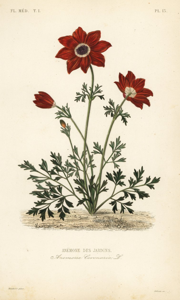 Zawilec makowy lub nagietek hiszpański, Anemone coronaria, Anemone des jardins autorstwa Unbekannt