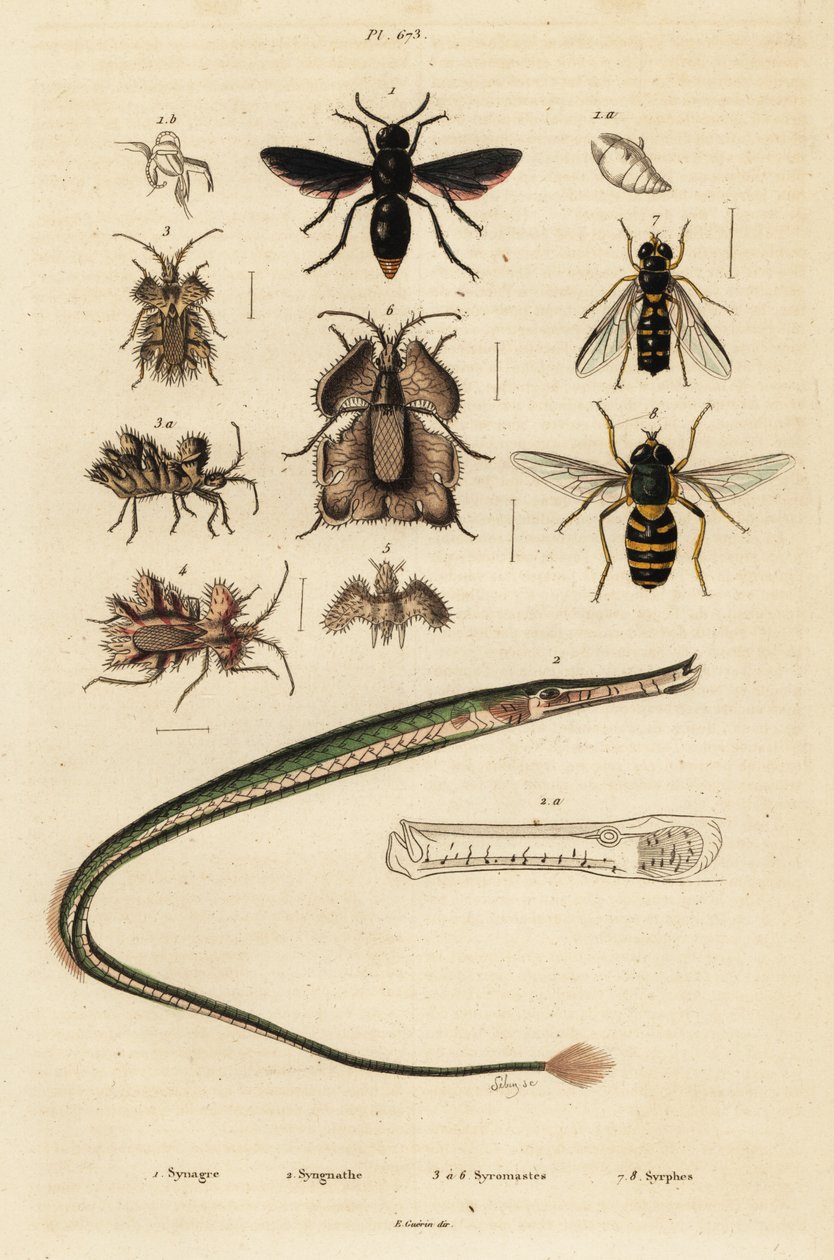 Osa garncarzowa, iglicznia, pluskwa i bzyg.,1834-1839 (ryty) autorstwa Unbekannter Künstler