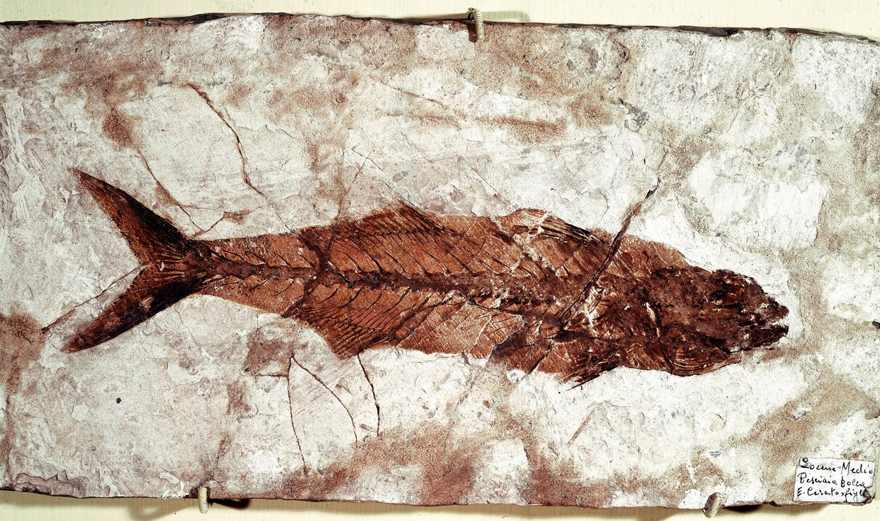 Prehistoria: skamielina ryb Sgomber Speciosus z miejsca Mount Bolca autorstwa Unbekannt