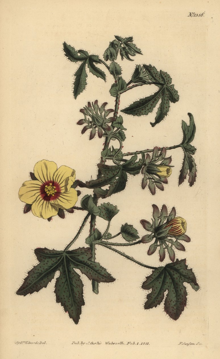 Hibiscus surattensis, Hibiscus surattensis autorstwa Unbekannt