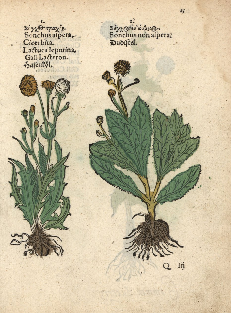 Ostropest plamisty, Sonchus asper, i ostropest plamisty, Sonchus oleraceus Ręcznie kolorowany drzeworyt przedstawiający ilustrację botaniczną z Krauterbuch lub Herbal Adama Lonicera, Frankfurt autorstwa Unbekannter Künstler