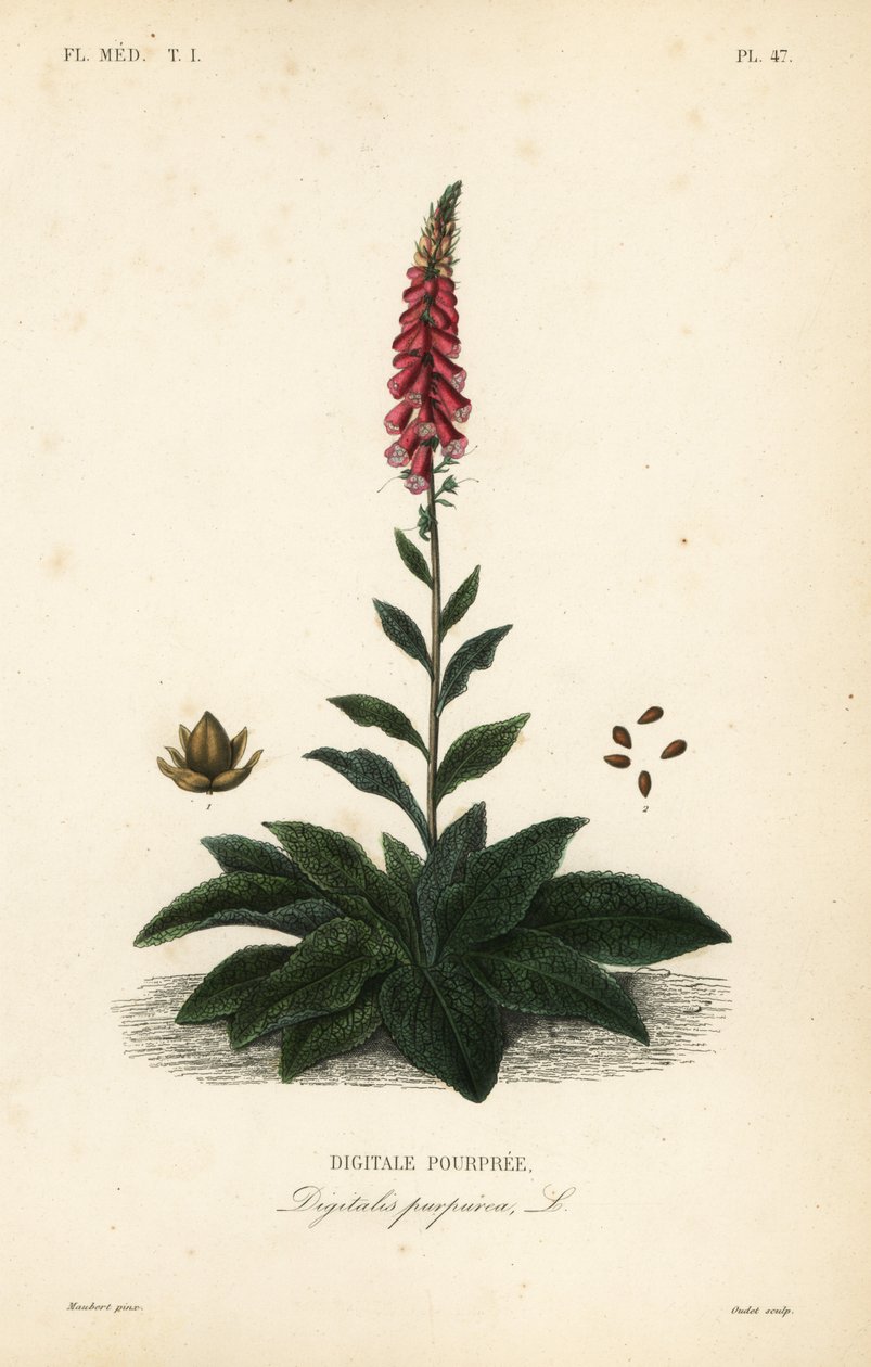 Naparstnica fioletowa lub rękawiczka damska, Digitalis purpurea, Digitale pourpre autorstwa Unbekannt
