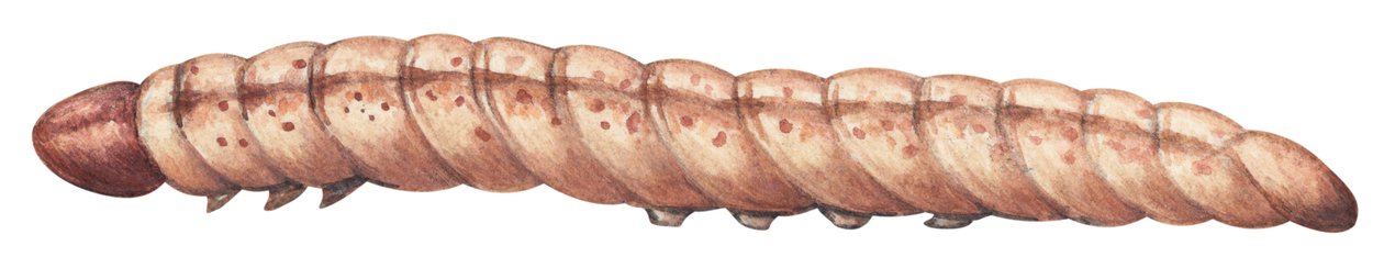 Omacnica prosowianka - omacnica prosowianka (Ostrinia nubilalis) autorstwa Unbekannter Künstler