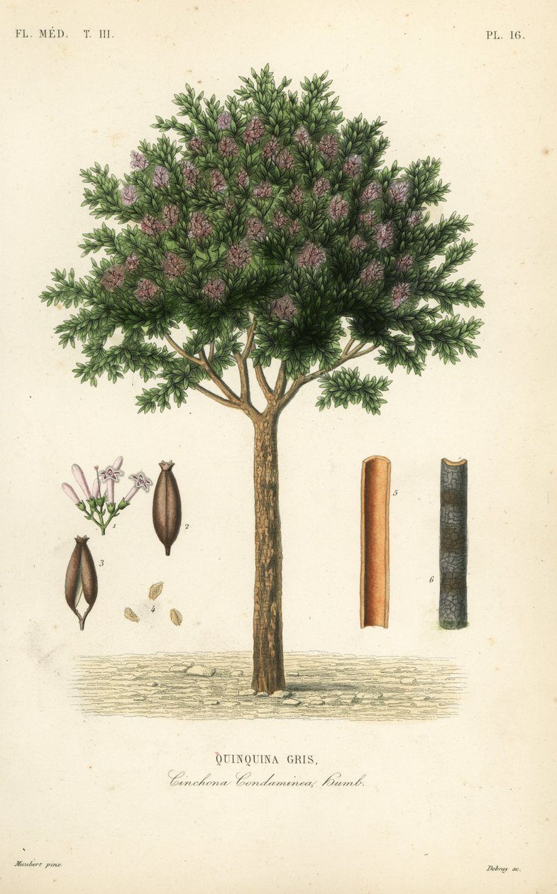 Kora chinina lub chinina, Cinchona officinalis, Cinchona condaminea, Quinquina gris autorstwa Unbekannt