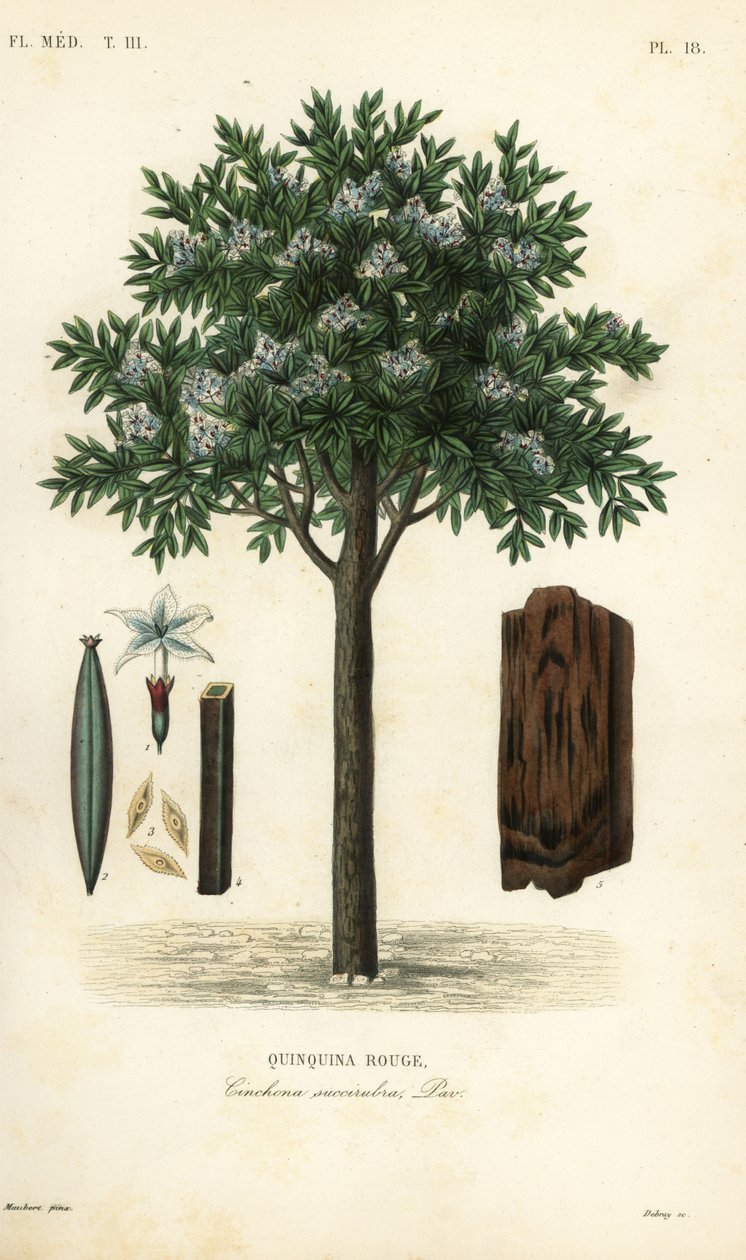 Chinina, Ted cinchona lub quina, Cinchona pubescens, Cinchona succirubra, Quinquina rouge autorstwa Unbekannt