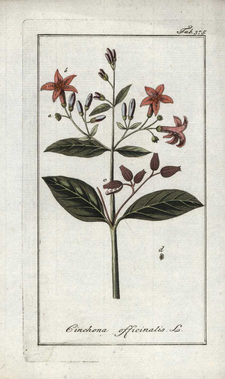 Quinquina (Cinchona officinalis). Litografia z "Afbeelding der Artseny-Gewassen" Johannesa Zorna (1739-1799), Holandia autorstwa Unbekannter Künstler
