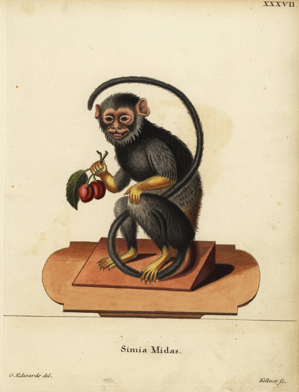 Tamaryna czerwonoręka lub złotoręka, Saguinus midas. Simia midas. Ręcznie kolorowany miedzioryt Josepha Kellnera według ilustracji George