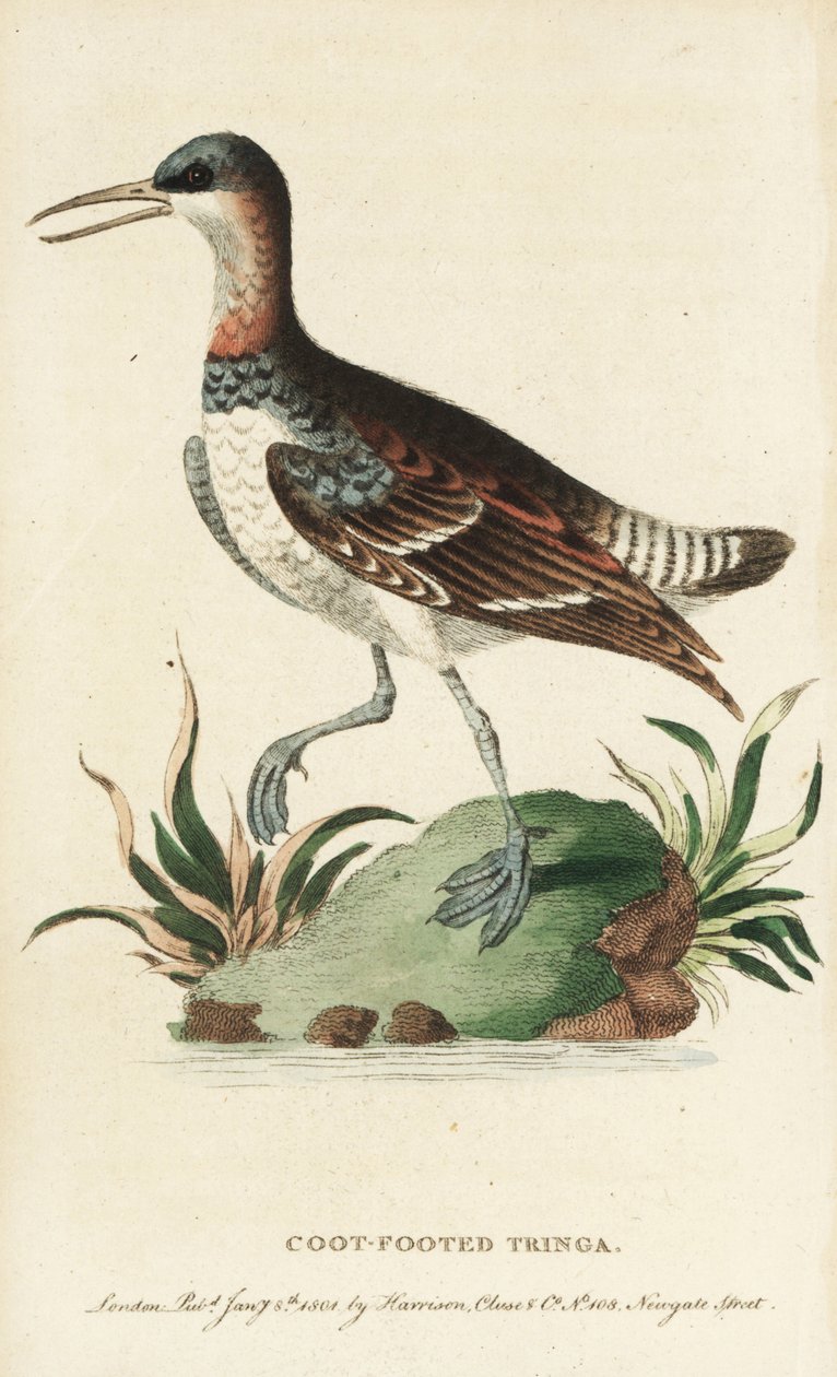 Falaropa czerwononosa, Phalaropus lobatus. (Ilustracja skopiowana od George