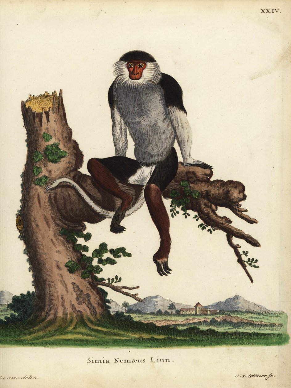 Douc czerwonogrzbiety, Pygathrix nemaeus. Zagrożony. Simia nemaeus Linn. Ręcznie kolorowany miedzioryt Johanna Sebastiana Leitnera według ilustracji Jacques
