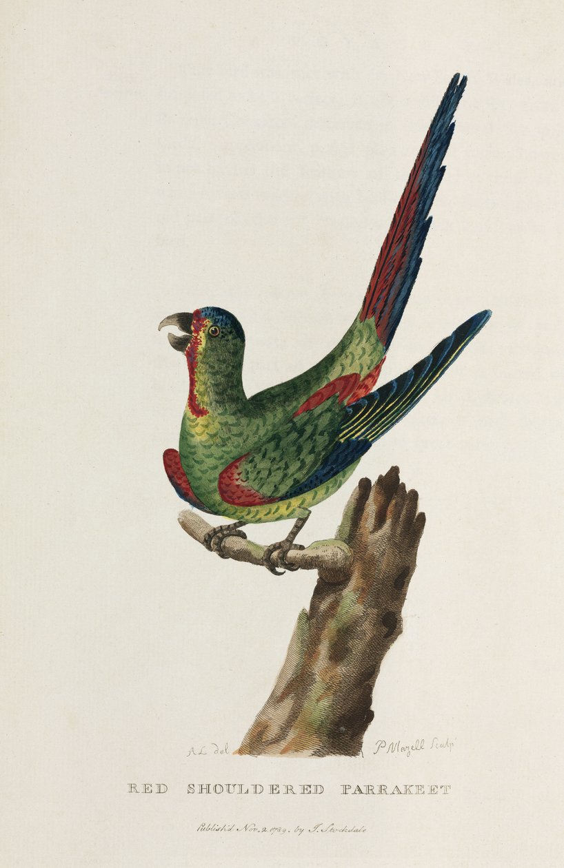 „Czerwona papużka karłowata”, Australia, ok. 1788 r. autorstwa Unbekannter Künstler