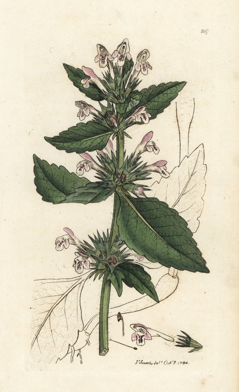 Pokrzywa czerwona, Galeopsis tetrahit (pokrzywa czerwona) Ręcznie kolorowany miedzioryt autorstwa Jamesa Sowerby