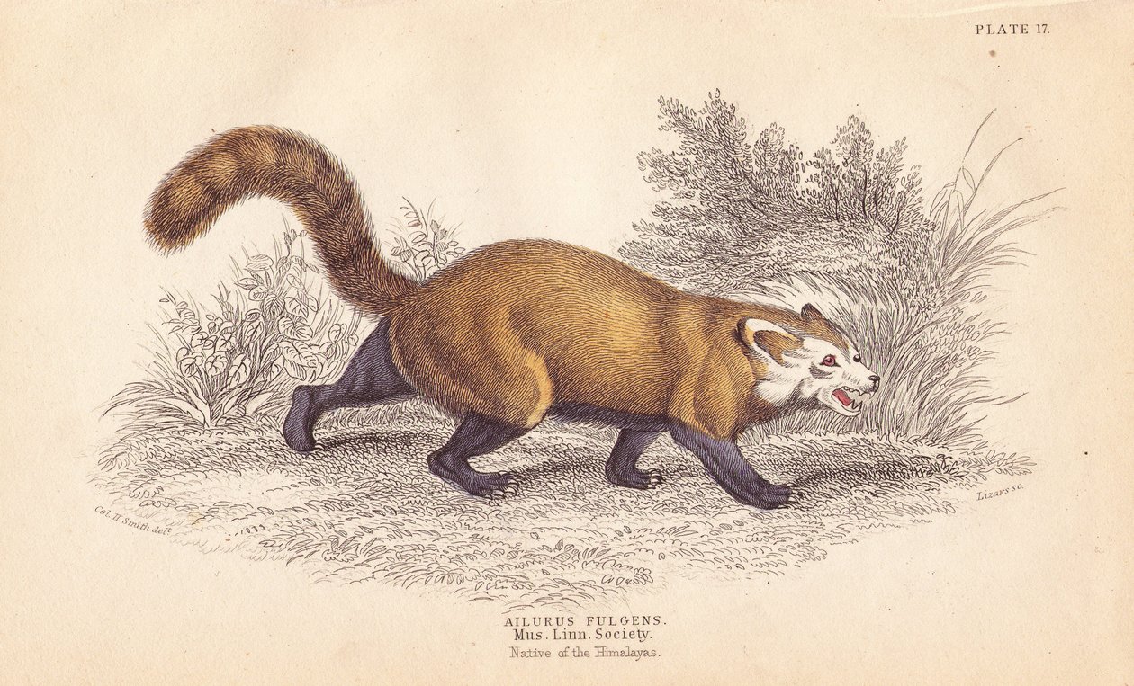 Panda czerwona, Ailurus fulgens. Wrażliwa. Z okazu w Muzeum Towarzystwa Linneusza. Ręcznie kolorowany staloryt Lizarsa na podstawie ilustracji Charlesa Hamiltona Smitha z William Jardine