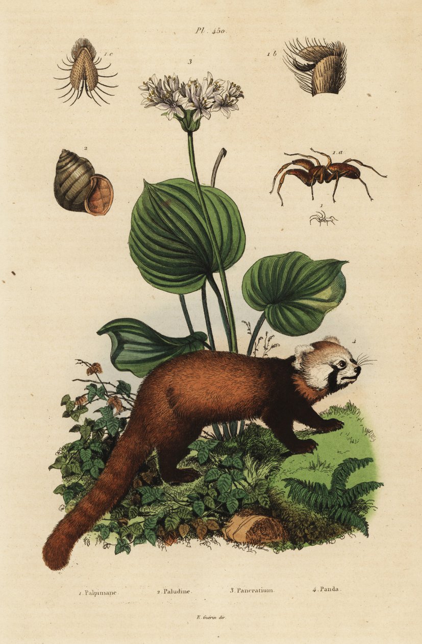 Red Panda, Ilurus fulgens, Endangered ౪, Northern Christmas Lily, Professional Ambiwalence Three. Rzeka Chanel, Viviparus viviparous ౧ i pająk, gatunki Palpimanus autorstwa Unbekannt