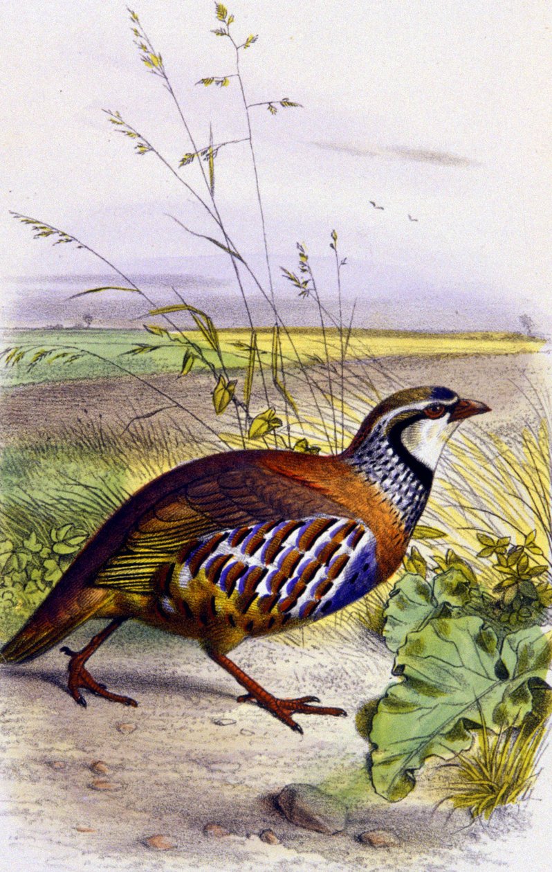 Czerwona kuropatwa, ok. 1850 r. (litografia) autorstwa Unbekannter Künstler