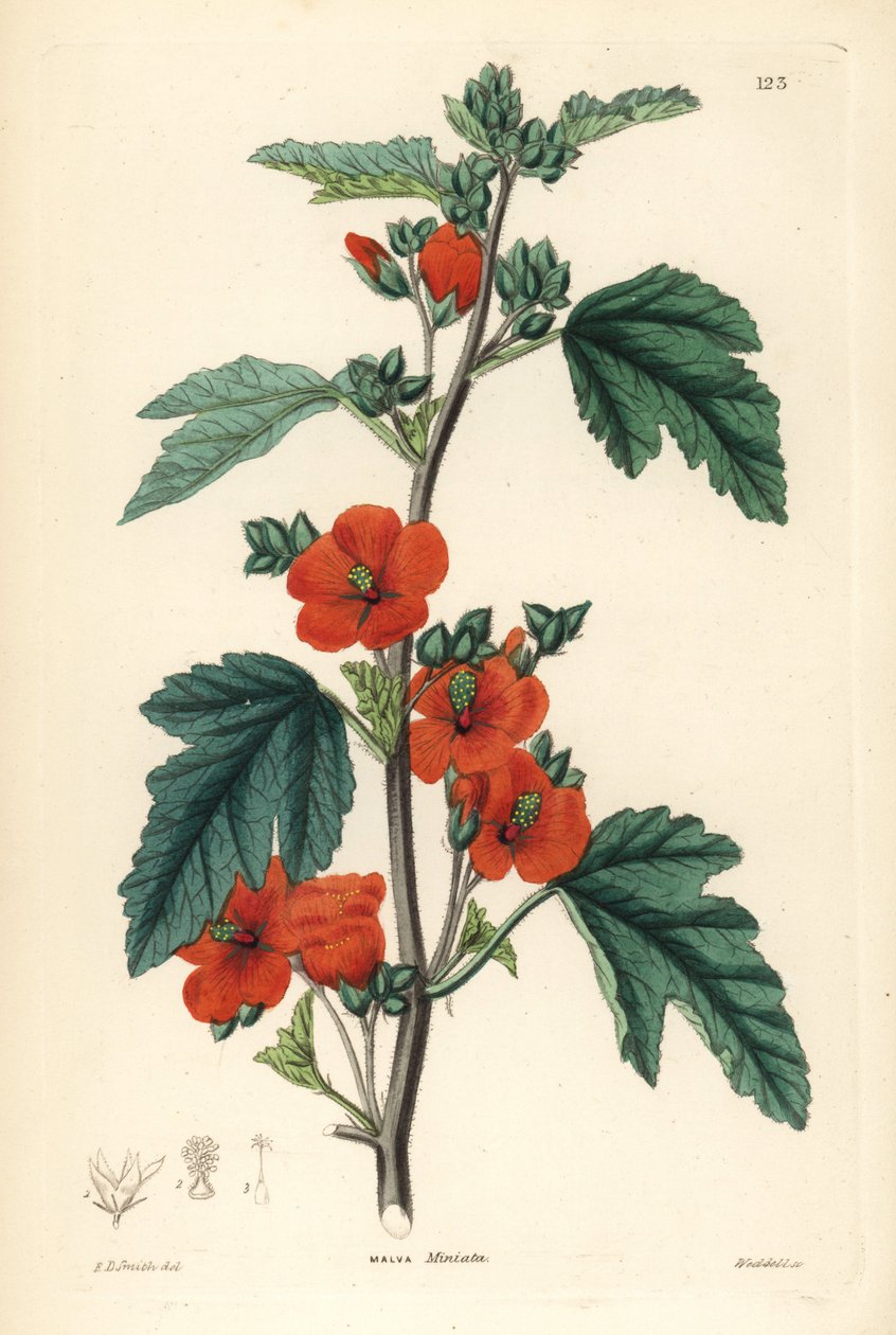 Czerwony purpurowy - Globemallow, Sphaeralcea miniata (Malva miniata). Ręcznie kolorowany miedzioryt Weddella według Edwina Daltona Smitha z "Ornamental Flower Garden and Shrubbery" Johna Lindleya i Roberta Sweeta, G. Willis, Londyn. autorstwa Unbekannter Künstler