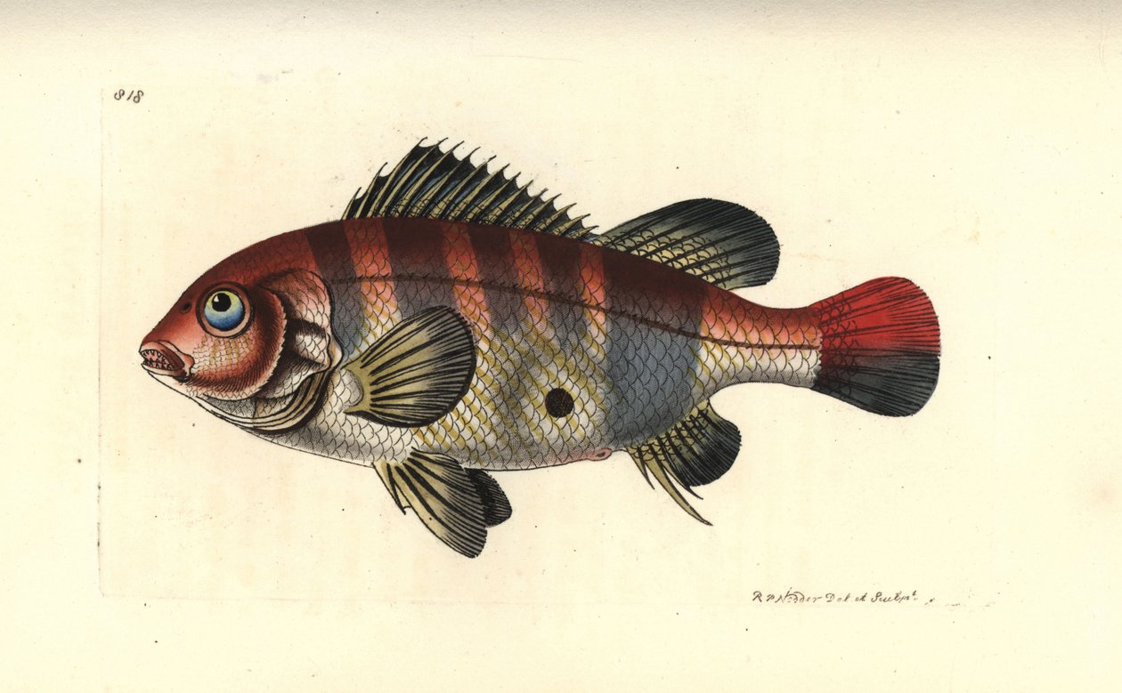 Kolczak czerwonopasiasty, Geophagus surinamensis (Surinam sparus, Sparus surinamensis). Ilustracja narysowana i wygrawerowana przez Richarda Polydore