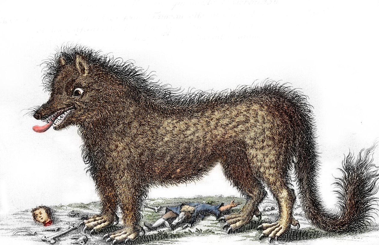Przedstawienie bestii z Gevaudan, kości jego ofiar rozrzucone wokół jego nóg Rycina około 1764 r. (Bestia z Gevaudan w przedstawieniu z 1764 r.) Kolekcja prywatna autorstwa Unbekannter Künstler