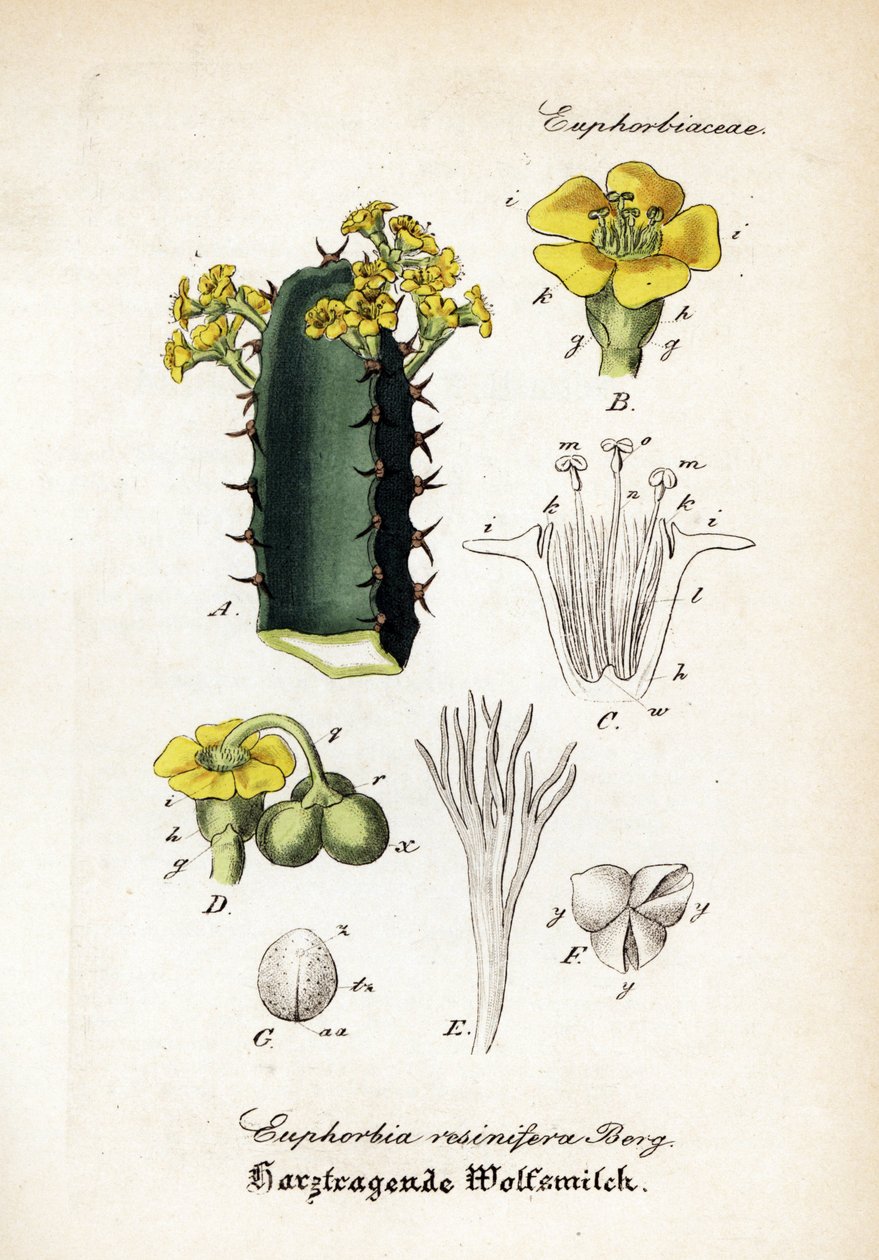 Wilczomlecz żyworodny, Euphorbia resinifera. Ręcznie kolorowany miedzioryt z "Hand-Atlas sammtlicher mediinisch-pharmaceutischer Gewachse" dr Willibalda Artusa. autorstwa Unbekannter Künstler