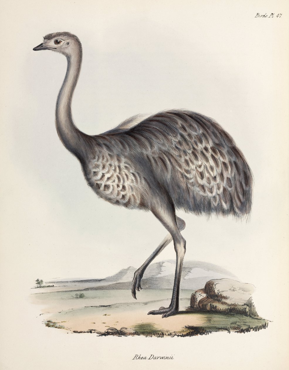 Rea, Ameryka Południowa, ok. 1832-1836 autorstwa Unbekannter Künstler