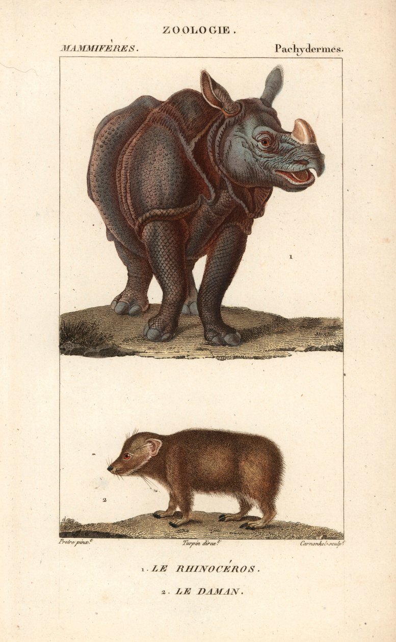 Rhinoceros et daman ou clade - Eau forte autorstwa Jeana Gabriela Pretre