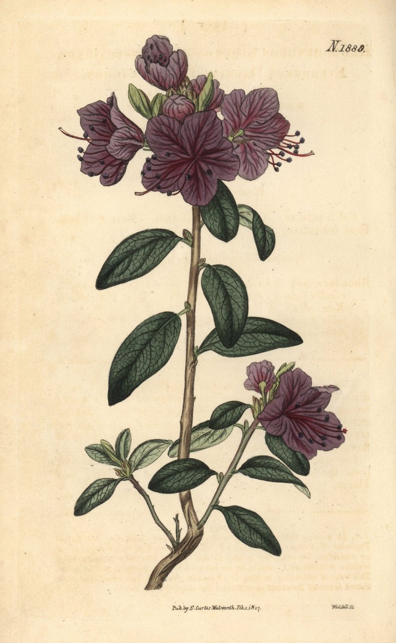 Rhododendron or azalee florists - Wiecznie zielony rododendron daurski, Rhododendron dahuricum sempervirens. Ręcznie kolorowana rycina botaniczna autorstwa Weddella z Curtis