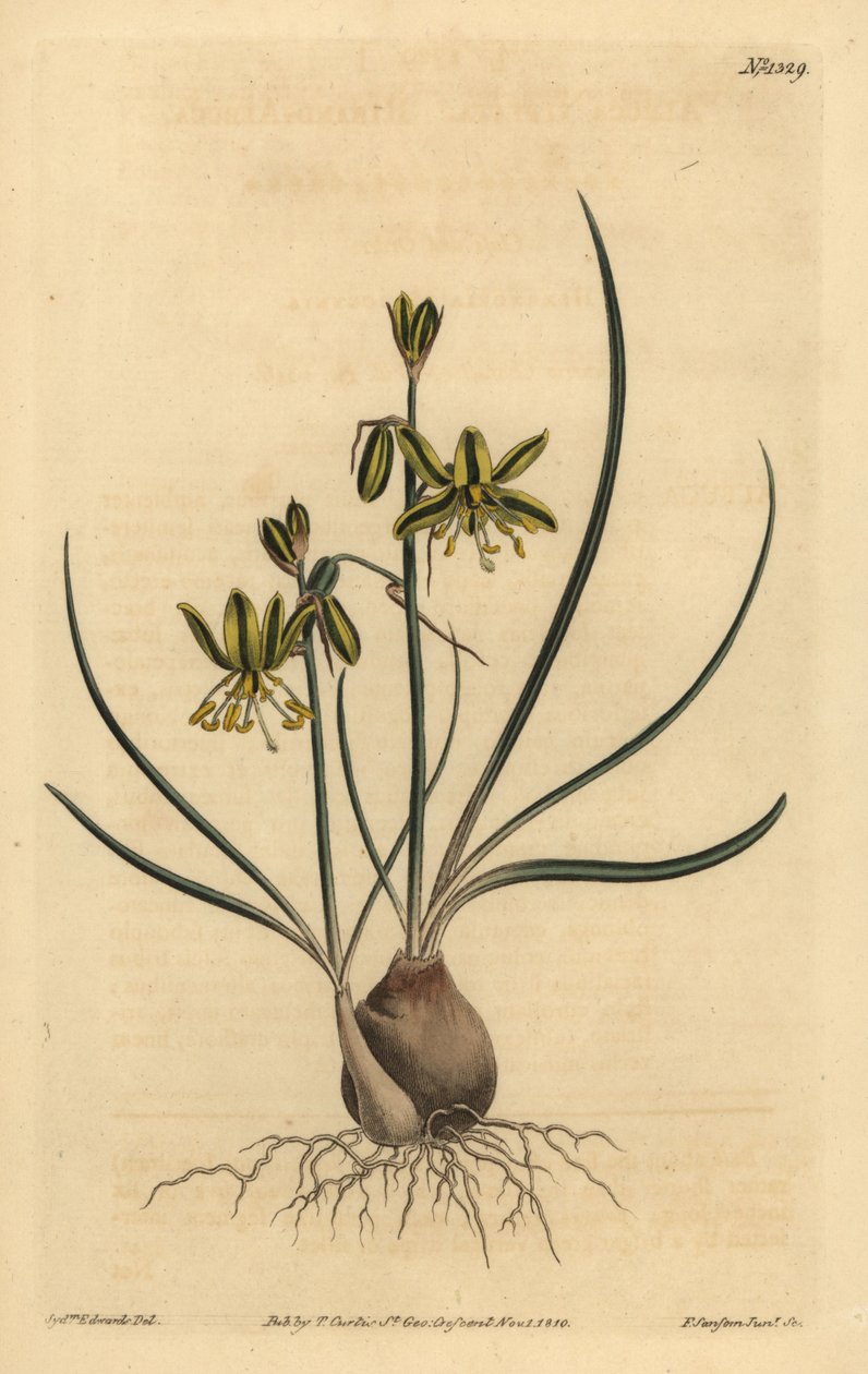 Riband albuca, Albuca vittata autorstwa Unbekannt