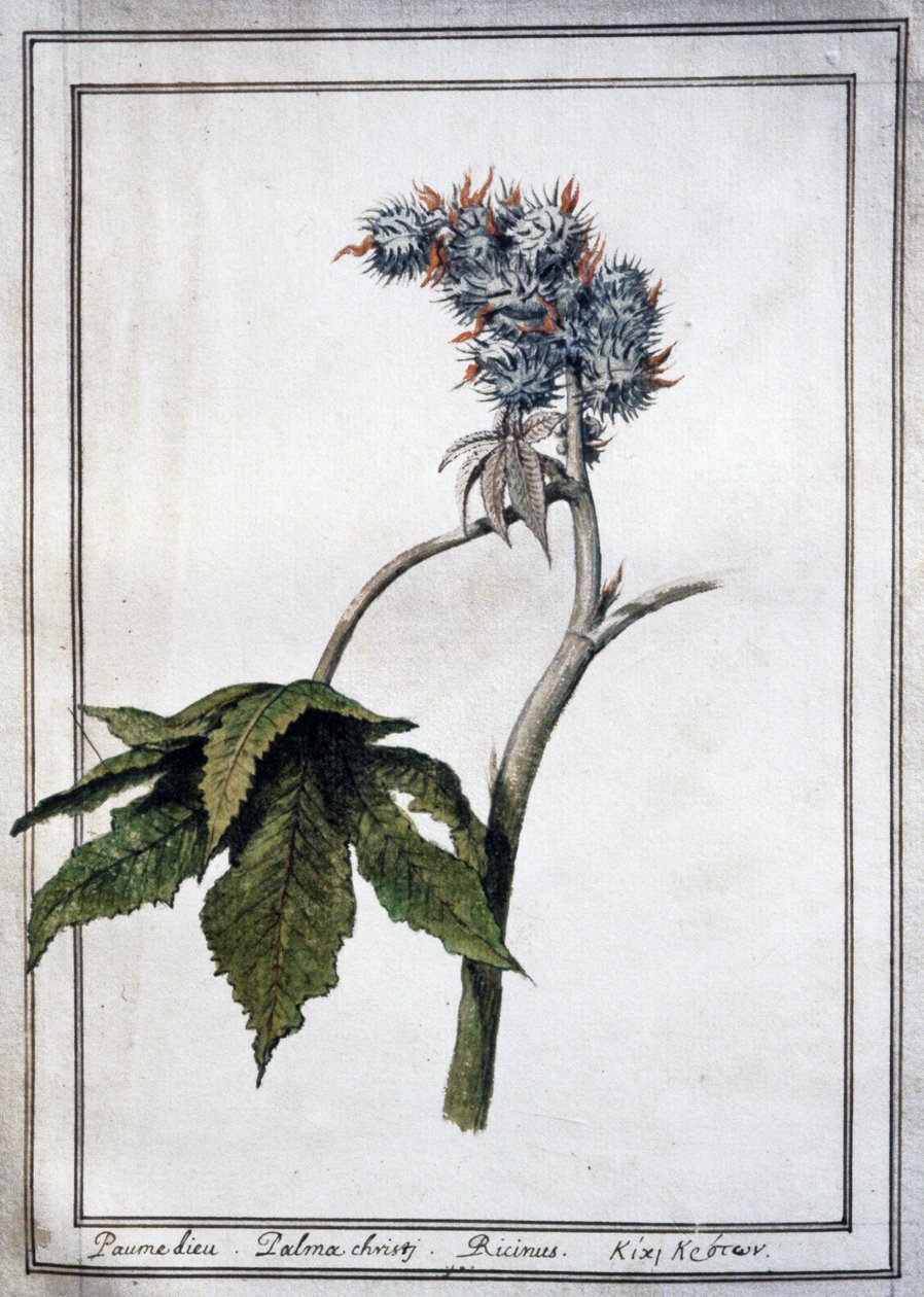 Ricinus communis autorstwa Unbekannter Künstler