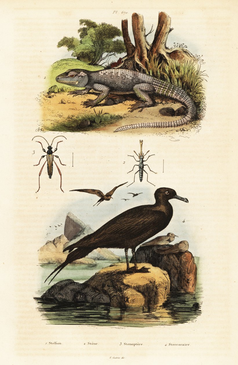 Agama skalna i pasożytniczy jaeger.,1834-1839 (rycina) autorstwa Unbekannter Künstler