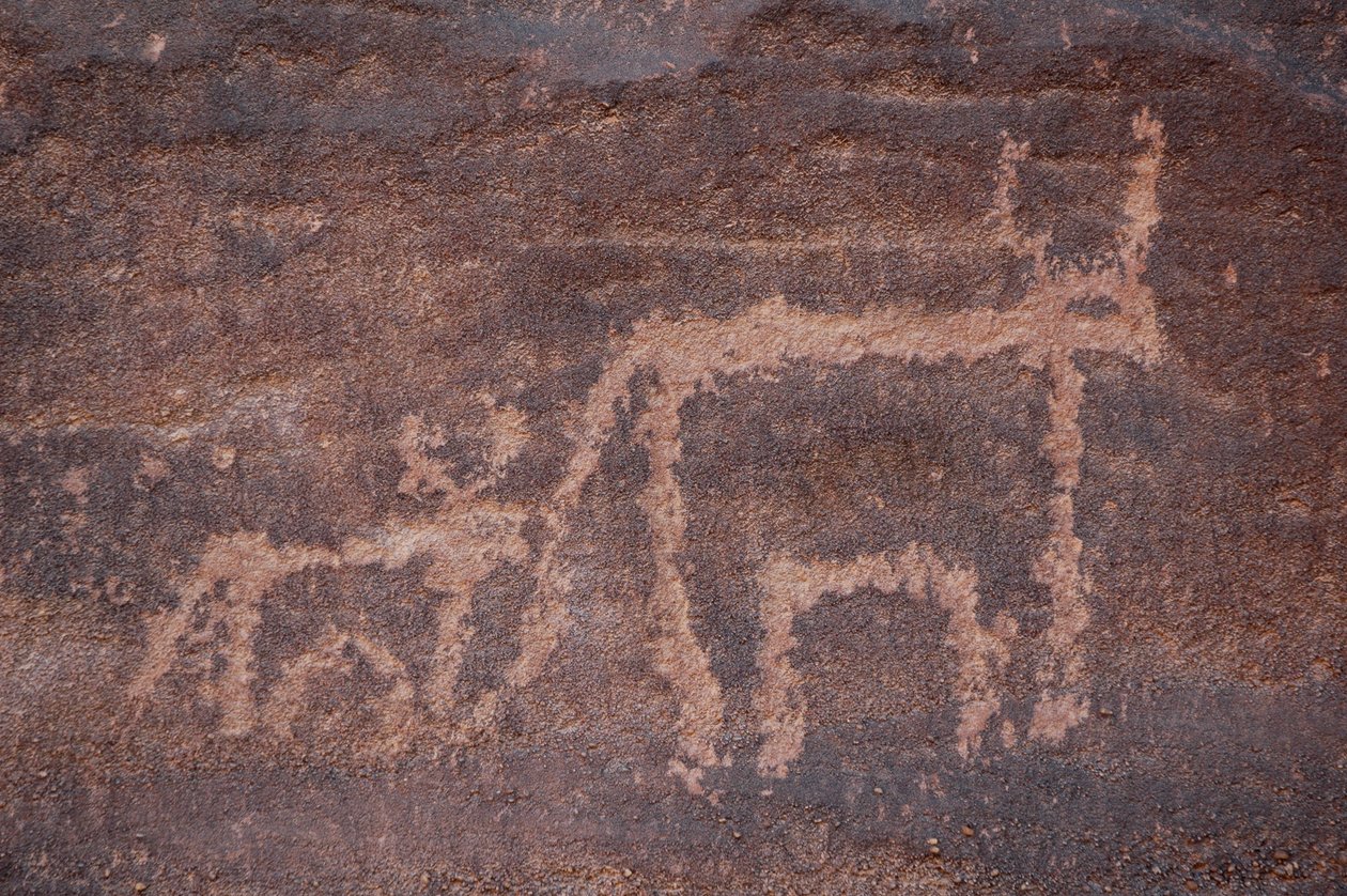 Sztuka naskalna, prehistoria: Grawerowanie krowy i jej cielęcia w masywie Uweinat w Egipcie. (Okres od 8000 do 3000 lat pne). Fotografia autorstwa Unbekannt