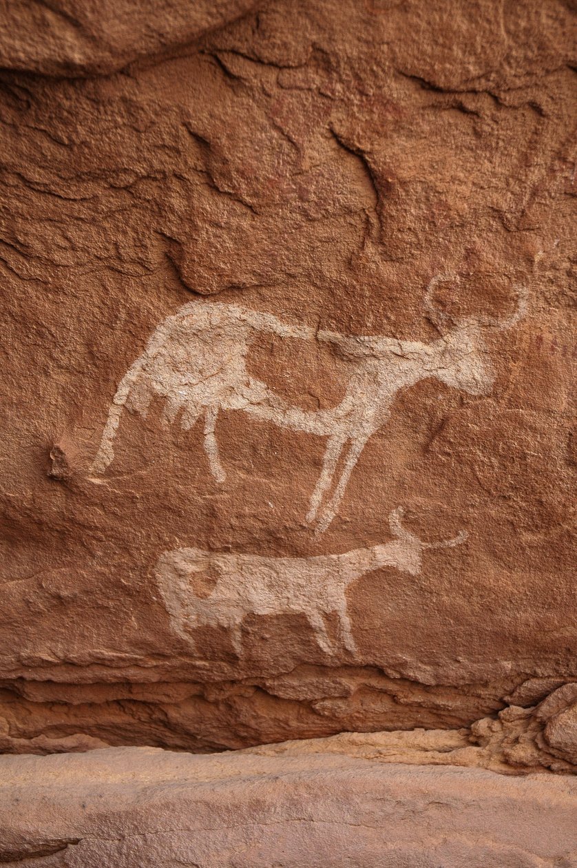 Sztuka naskalna, Prehistoria: Malowidło naskalne przedstawiające dwie krowy z dużymi rogami (długi róg) w ozdobnym schronie, w masywie Uweinat w Sudanie (Karkur-Talh lub Karkur Talh). Okres od 8000 do 3000 lat pne. Fotografia autorstwa Unbekannt
