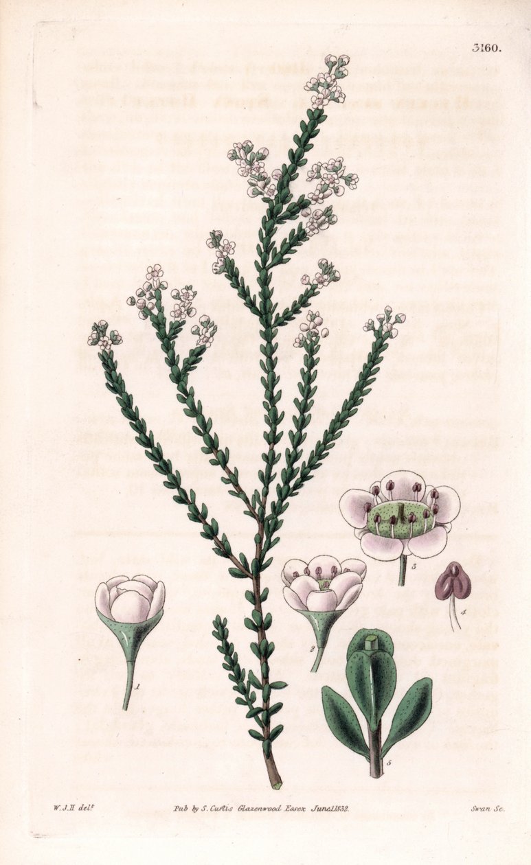 Rock thryptomene, Thryptomene saxicola (południowo-zachodni australijski krzew skalny) (Stony baeckea, Baeckea saxicola). Ręcznie kolorowany miedzioryt wykonany przez Swana na podstawie ilustracji Williama Jacksona Hookera z "Botanical Magazine" Samuela Cu autorstwa Unbekannter Künstler