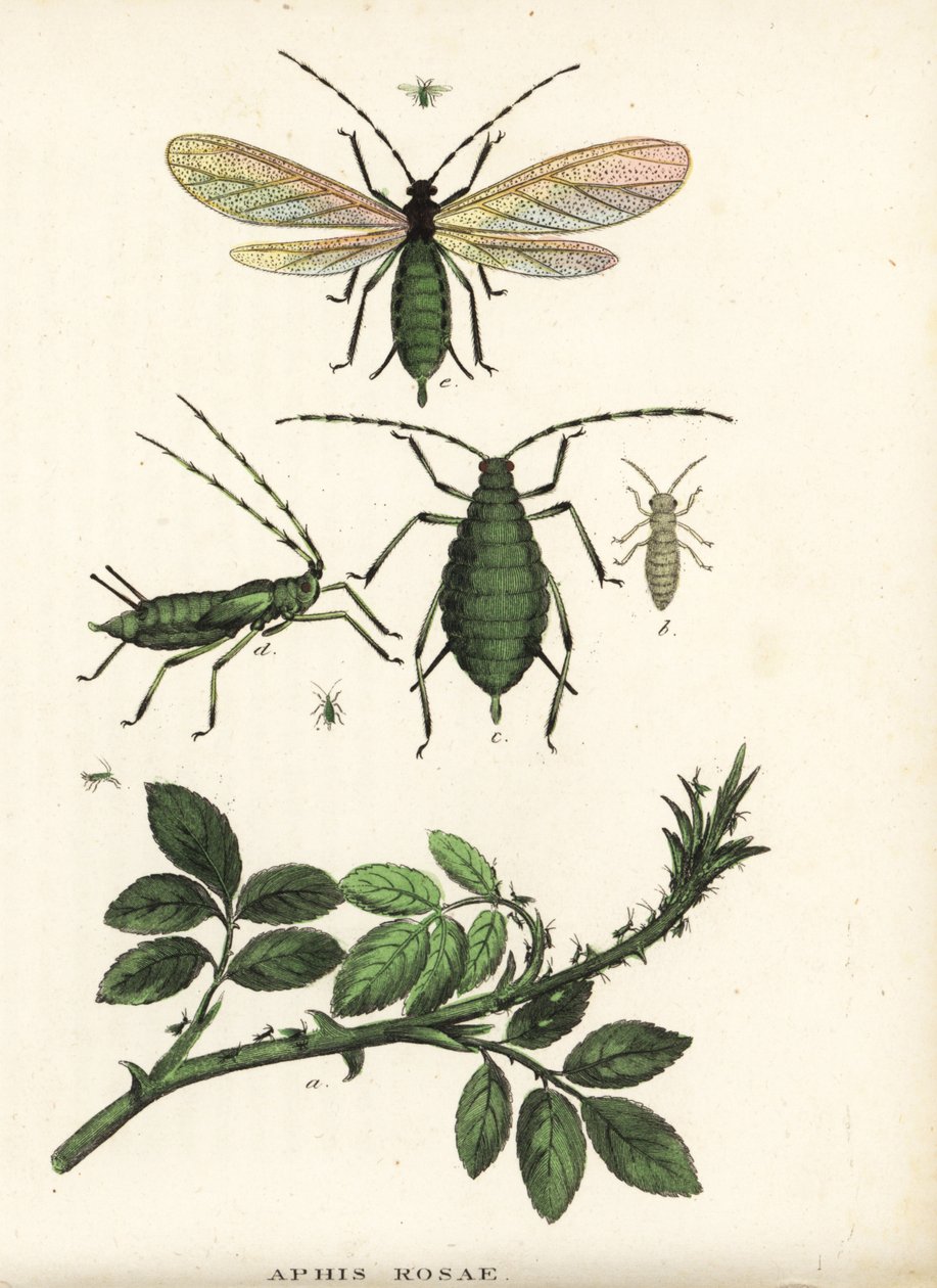 Mszyca różana, Aphis rosae, na krzewie róży. Ręcznie kolorowana litografia z Galerii Historii Naturalnej Georga Friedricha Treitschke, Naturhistorischer Bildersaal des Thierreiches, Liepzig-1842. autorstwa Unbekannter Künstler