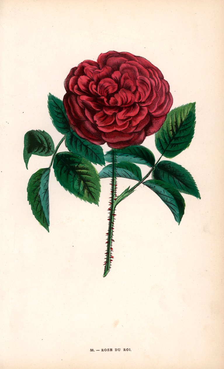 Rose du Roi, hybryda wyhodowana z róży portlandzkiej, Rosa portlandica, przez Monsieur Souchet w Sevres. autorstwa Unbekannter Künstler