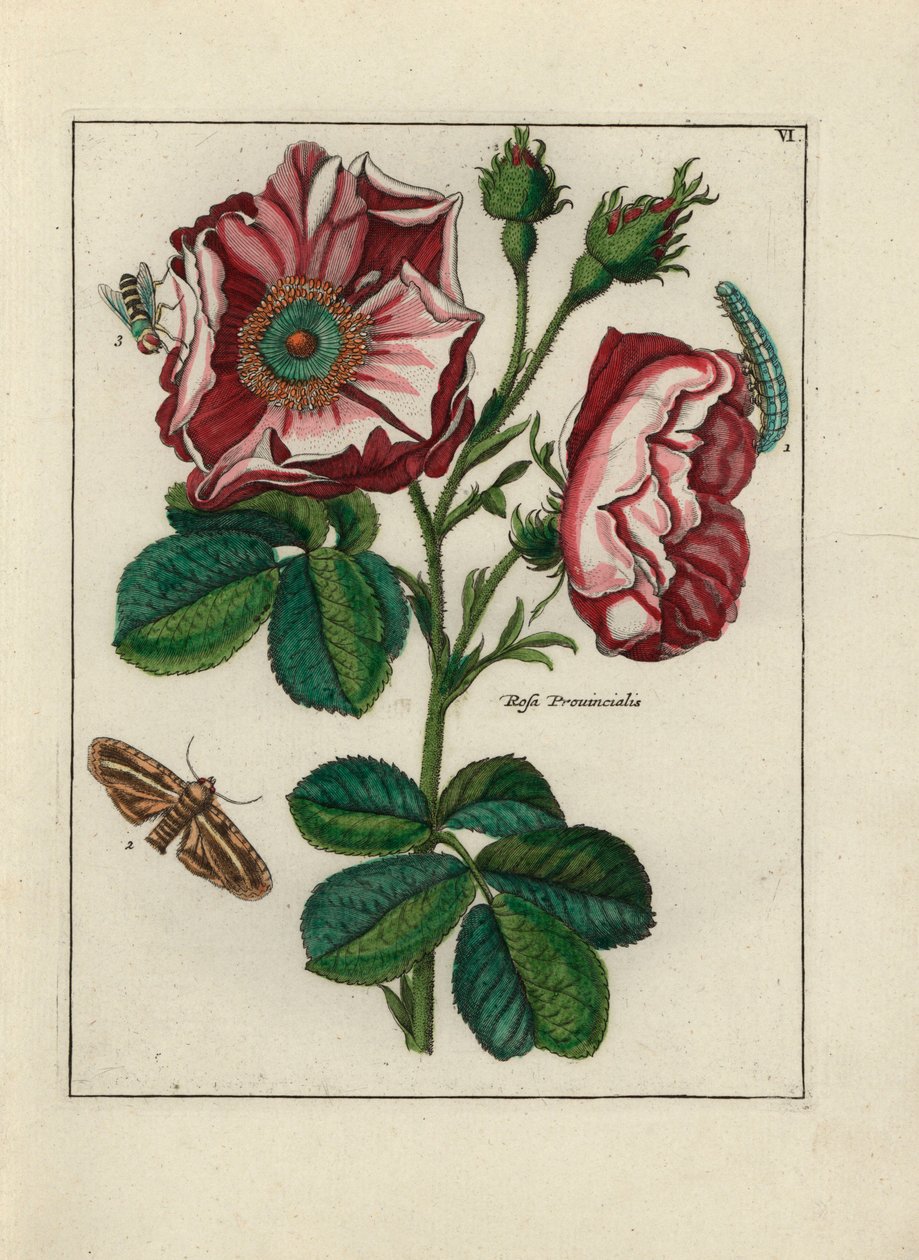 Róża, variete Rosa provincialis, z owadami - Litografia przypisywana Paulowi Theodorowi van Brussel (1754-1795), autorowi bukietu na okładkę lub A.Bres., pod wpływem Nicolasa Roberta (1614-1685), opublikowana w "Nederlandsch Bloemwerk" (Holenderskie kompoz autorstwa Unbekannter Künstler