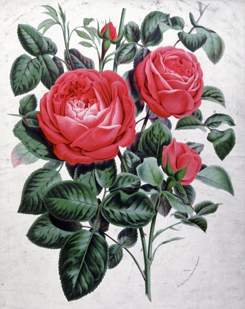 Róże, ok. 1850 r. (rycina) autorstwa Unbekannter Künstler