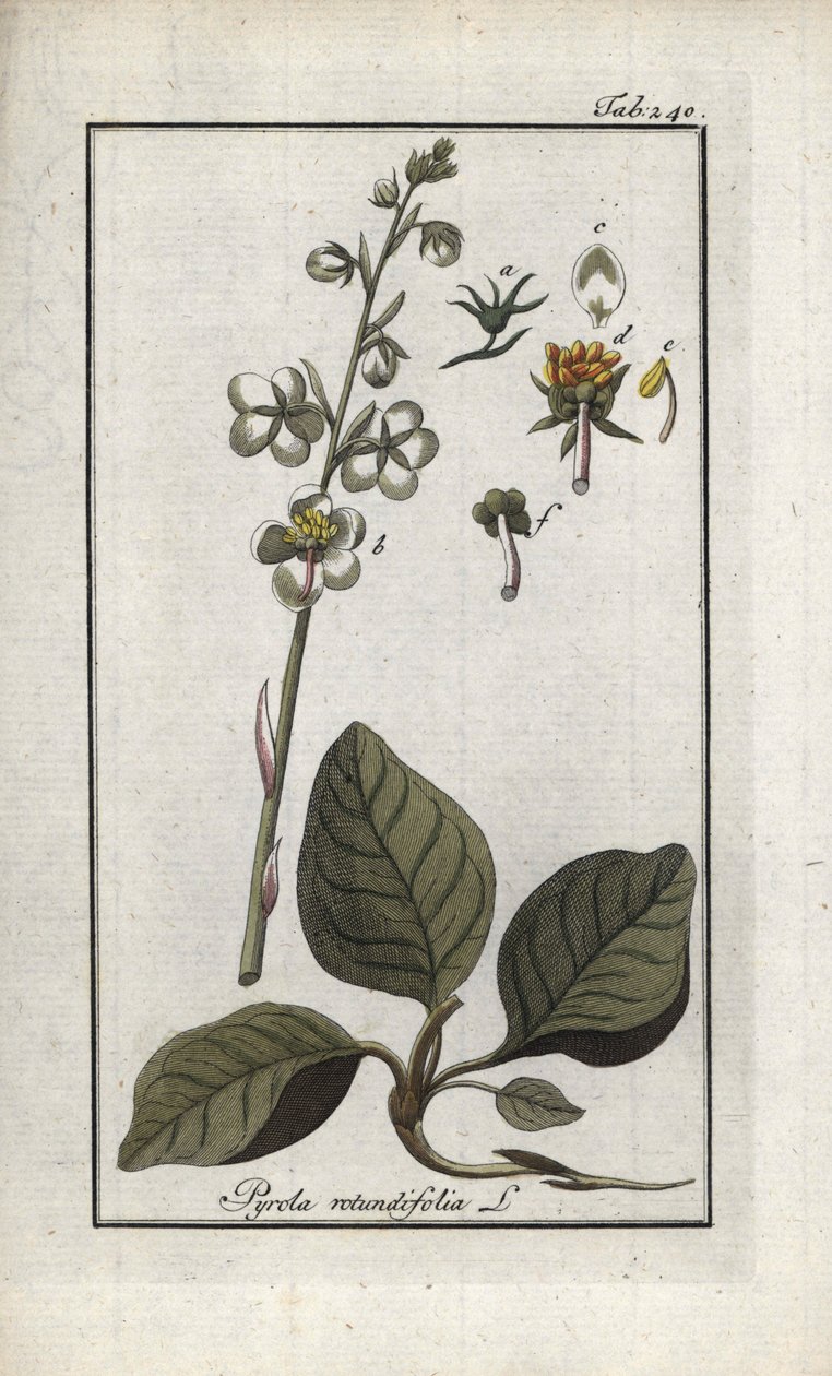 Pirola okrągłolistna (Pyrola rotundifolia). Litografia z "Afbeelding der Artseny-Gewassen" Johannesa Zorna (1739-1799), Holandia autorstwa Unbekannter Künstler