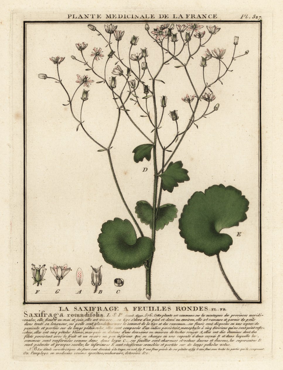 Skalnica okrągłolistna, Saxifraga rotundifolia. autorstwa Unbekannter Künstler