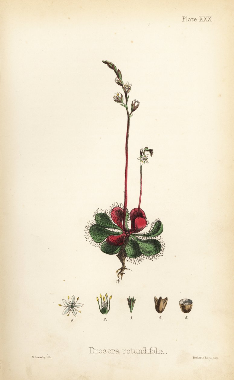 Rosiczka okrągłolistna, Drosera rotundifolia. Ręcznie kolorowana litografia autorstwa Henry
